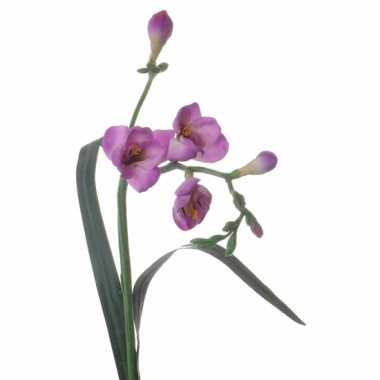 Freesia tak met paarse bloemen 57 cm