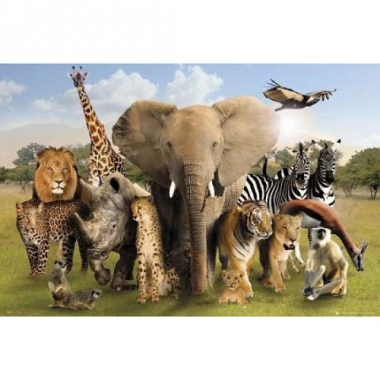 Themafeest dieren poster 61 x 91,5 cm