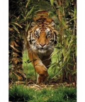 Decoratie poster tijgers 61 x 96 cm