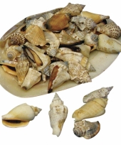 Decoratieve schelpjes in schelp